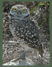 Burrowing Owl with radio