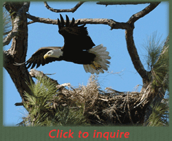 Bald Eagle leaving nest