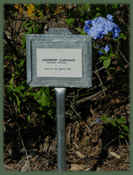 Plumbago - host for Cassius Blue butterfly
