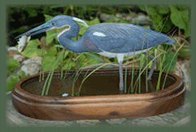 Tri-color heron