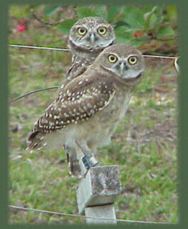 Cape Coral burrowing owls