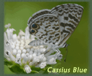 Cassius Blue Butterfly