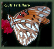 Gulf Fritillary