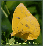 Orange Barred Sulphur Butterfly